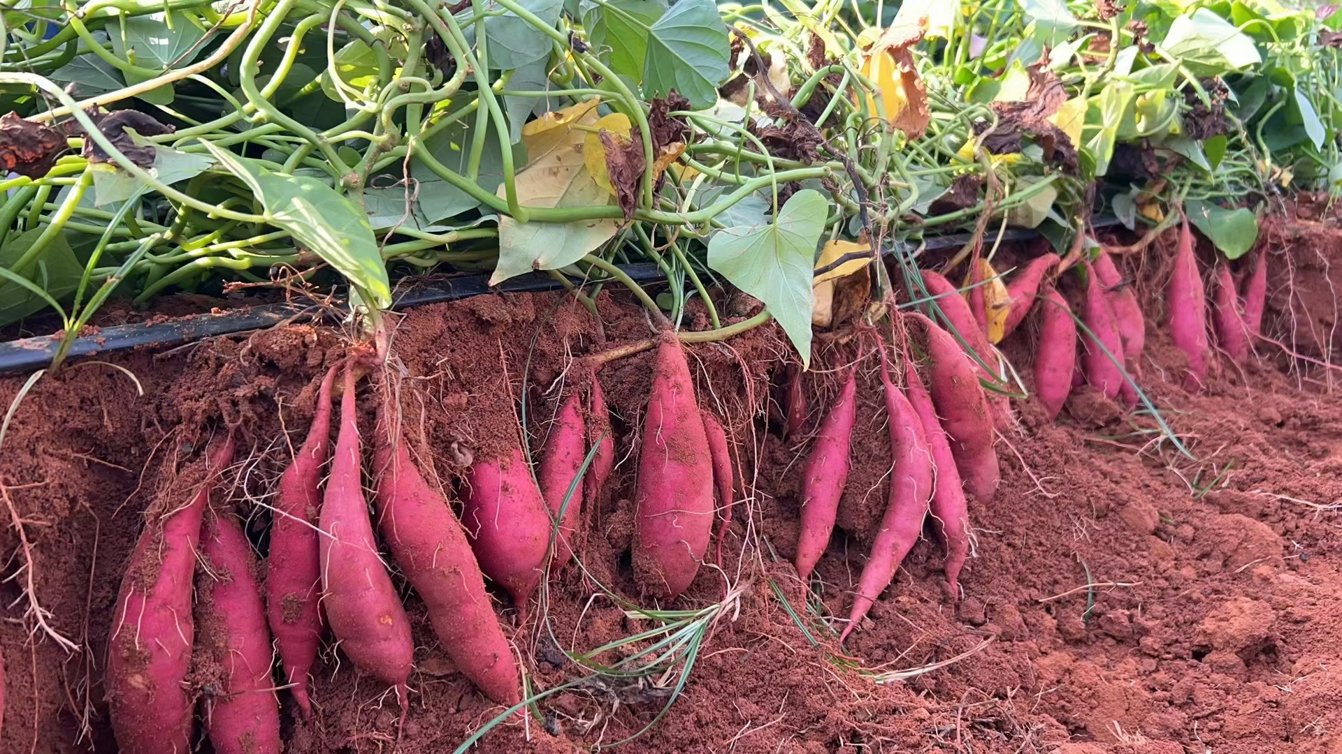 圖片2.png 圖片2.png